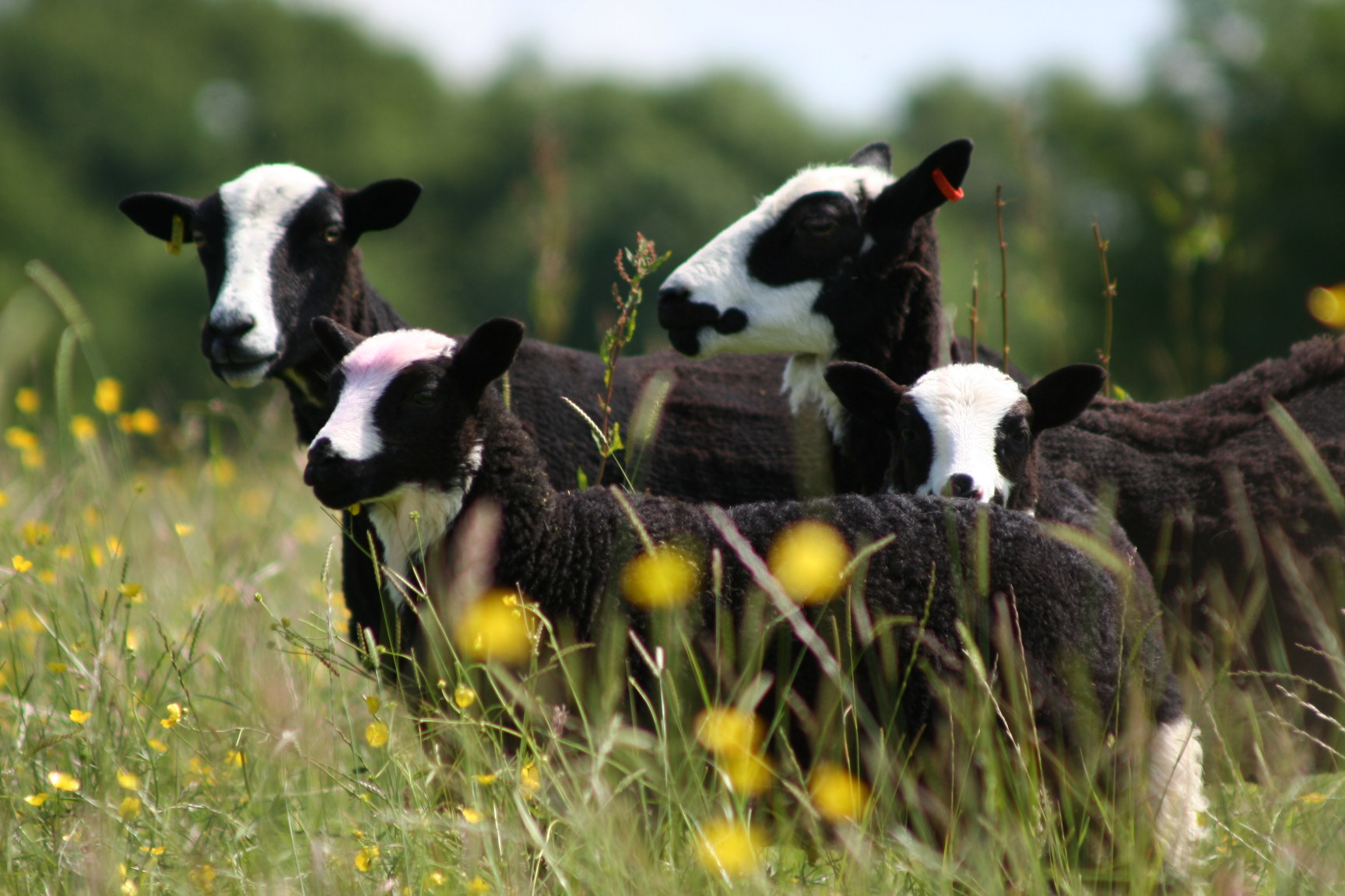 Spring lambs